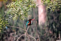 White breasted kingfisher